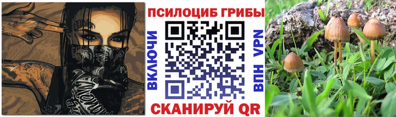 Псилоцибиновые грибы GOLDEN TEACHER  купить наркотики сайты  Гудермес 